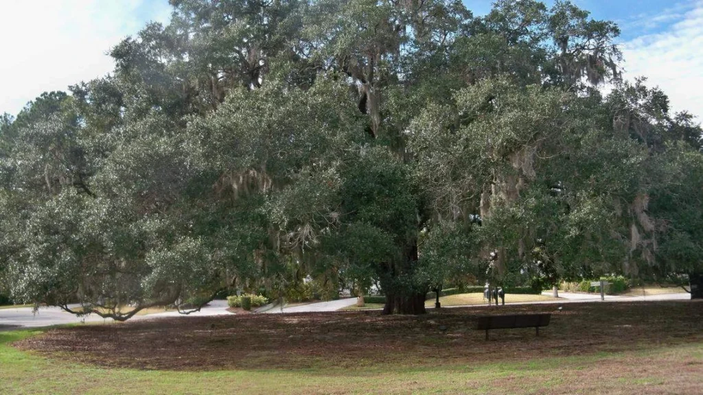talbird oak